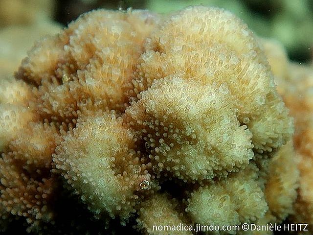 corail dur, forme encoûtante, monticules, surface à papilles allongées, polypes, forme  petites fleurs