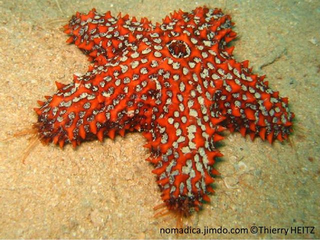 étoile de mer, excroissance, rouge orangé, maillage