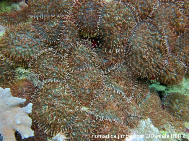 corail anémone, disque, tentacules, disque oral