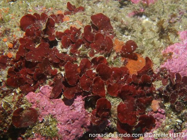 algue rouge, forme circulaire, marge lisse à lobée, rouge-sombre, calcifiée, 