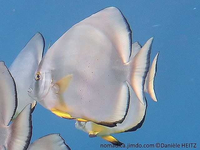 Poisson, très comprimé, 2 bandes noires