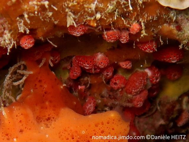 ascidie, tunique commune, forme globulaire, couleur rouge-frambroise, surface trouée, sommet, siphon