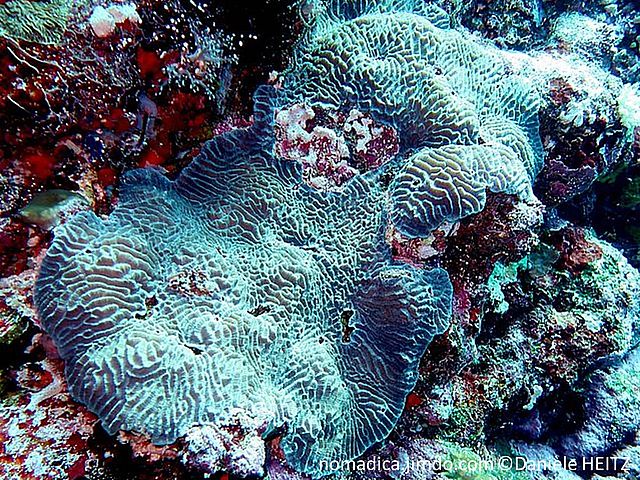 coral dur, surface méandres épais, anguleux