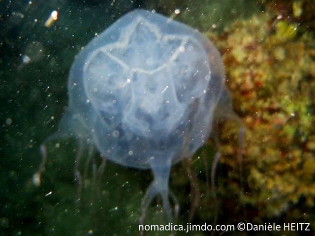 Cuboméduse, cloche bleuté transparent, lisse,  très longs tentacules, fins, 