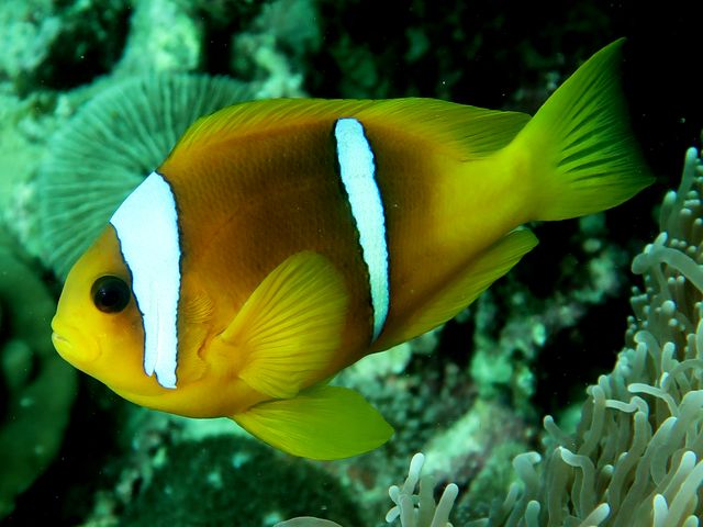 Poisson clown, jaune orangé, 2 bandes verticales blanches, liseré noir