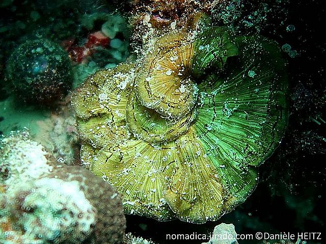 Lobophora variegata - Site de nomadica !