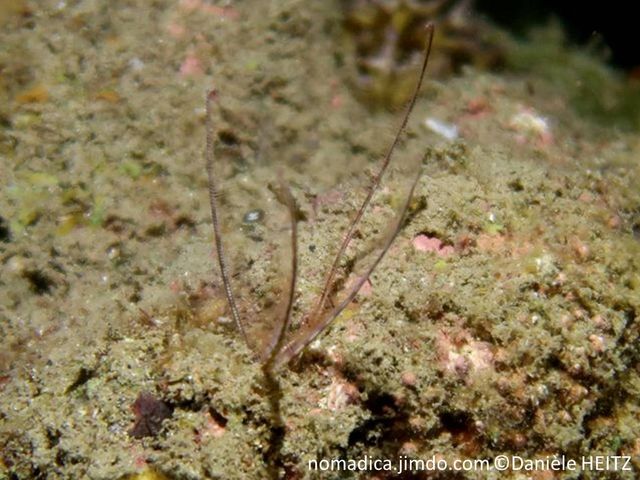 Comatule, enchâssée dans crevasse, bras peu nombreux, longs fins