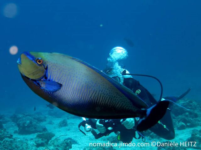 poisson, tête, barre bleue, double scalpels