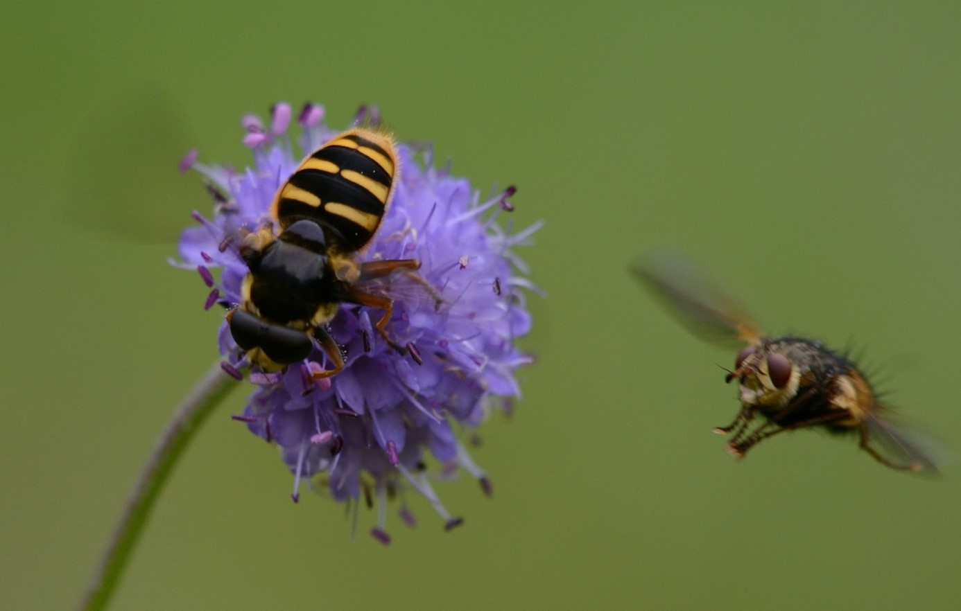 Teufelsabbiss mit Chamäleonfliege und Schwebfliege im Anflug (Bild: Martin Engelbrecht) 