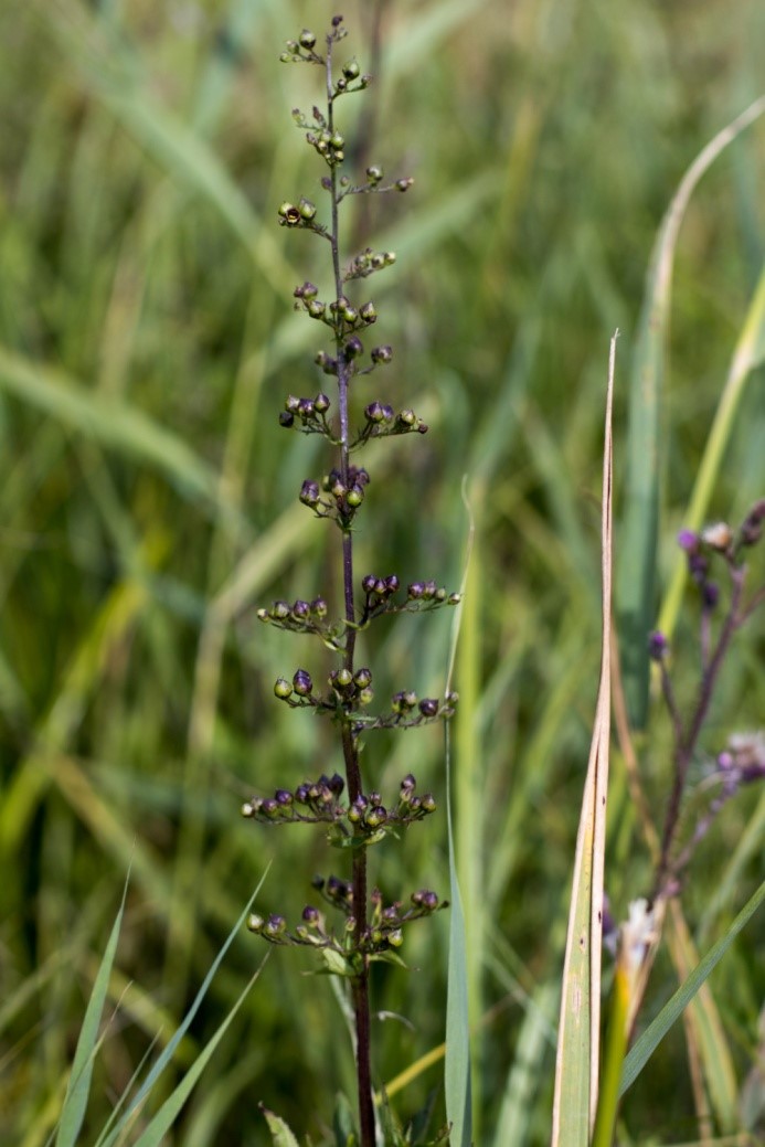 Geflügelte Braunwurz (Bild: Nadine Gdaniec)