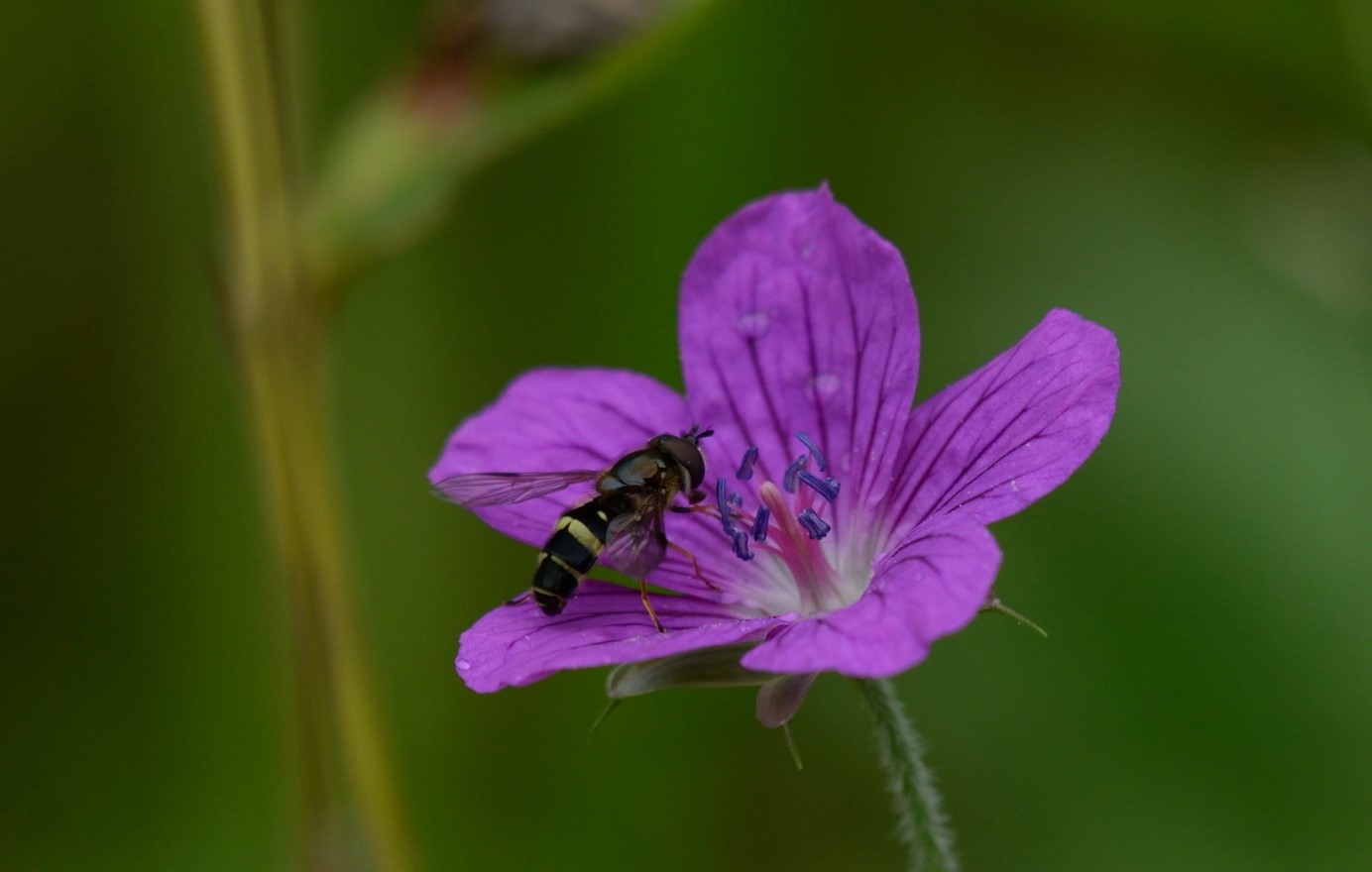 Sumpfstorchenschnabel mit Breitband-Waldschwebfliege (Bild: Martin Engelbrecht)