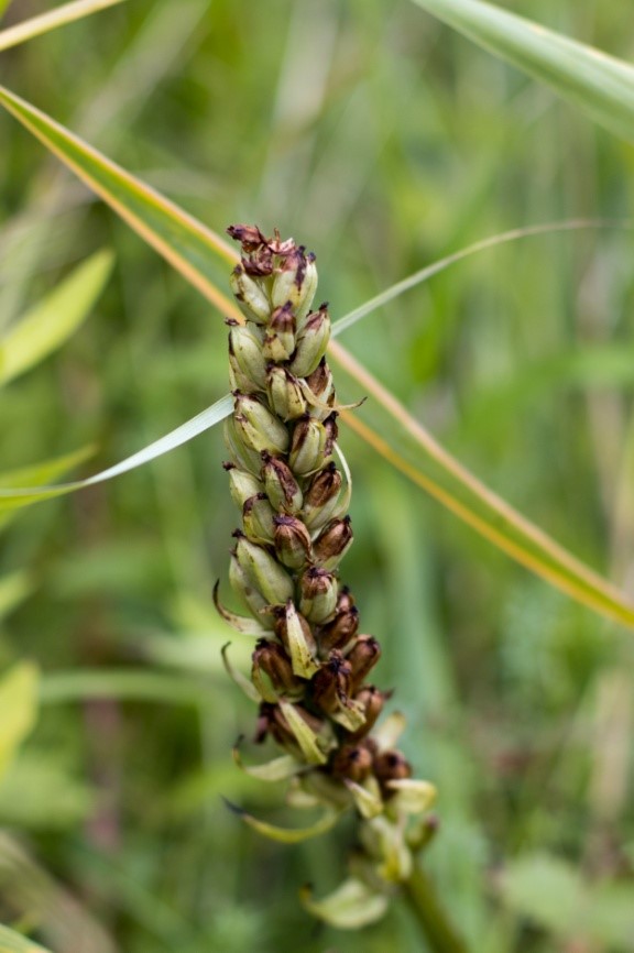  Samenstand Fleischfarbenes Knabenkraut (Bild: Nadine Gdaniec)