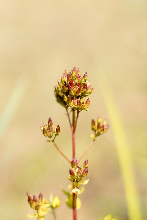 Geflügeltes Johanniskraut (Bild: Nadine Gdaniec)