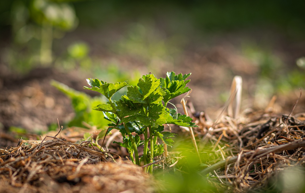 Nährstoffkreislauf durch Mulchen im Garten
