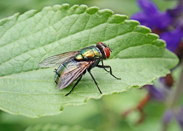 Sommerzeit ist Insektenzeit: So bleiben die ungebetenen Gäste draußen