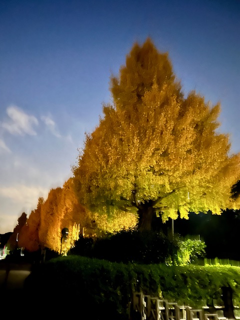 早朝の北の丸公園
