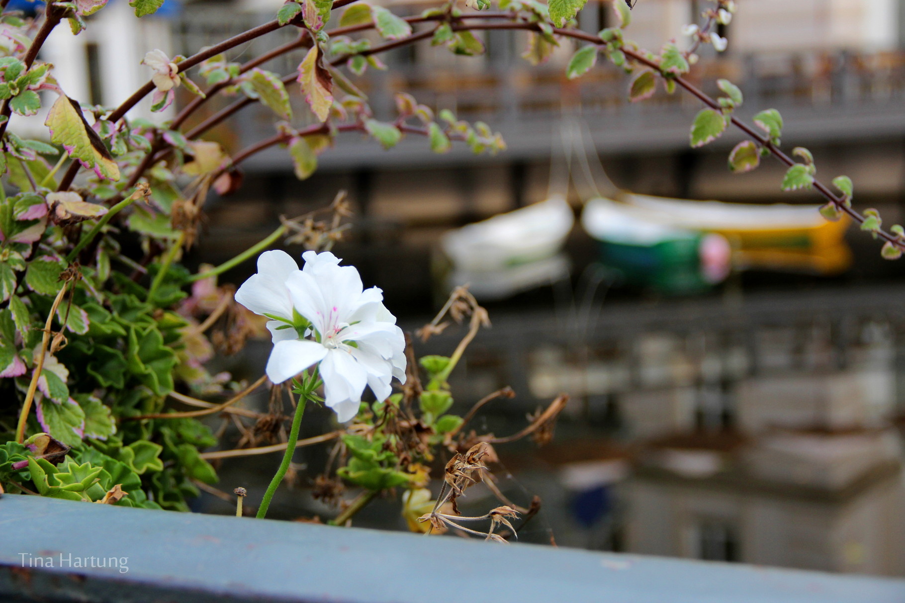 Blume auf der Brücke "Bei der Abtsmühle" - im Hintergrund Boote