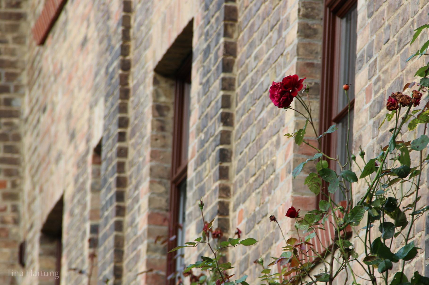 Rote Rosen in Lüneburg