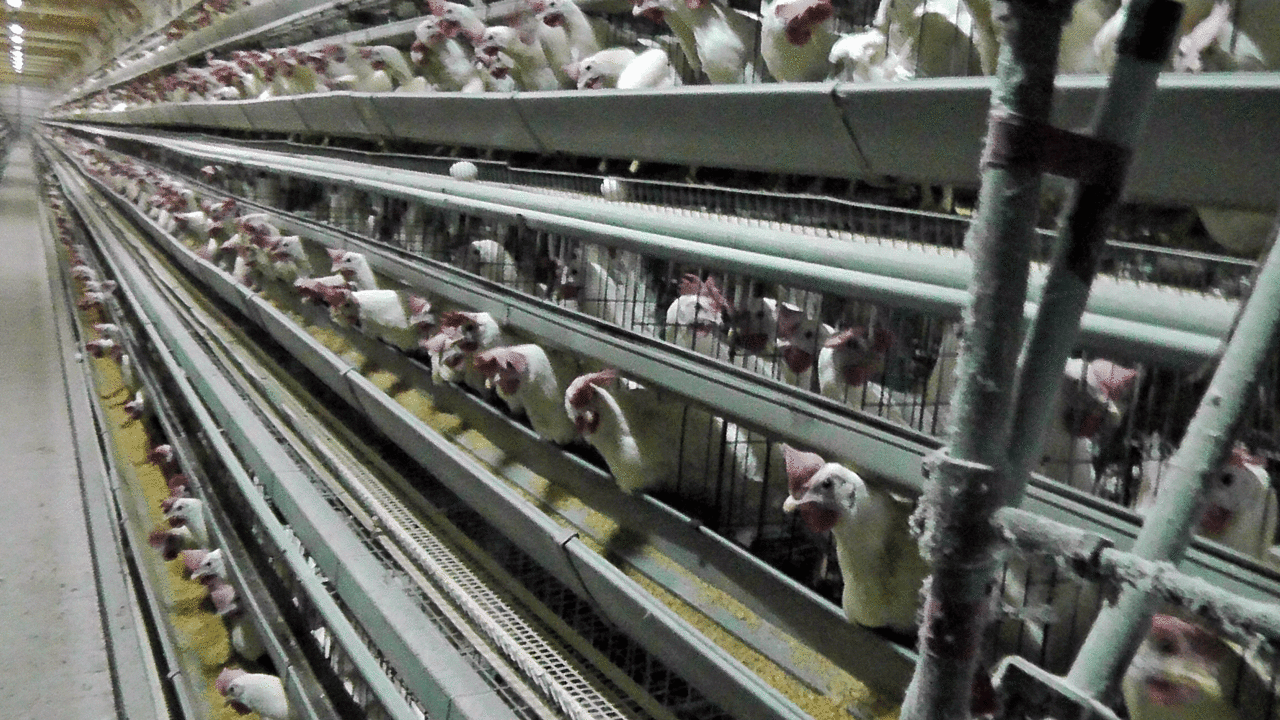 レイヤー部門 有 高松ポートリー