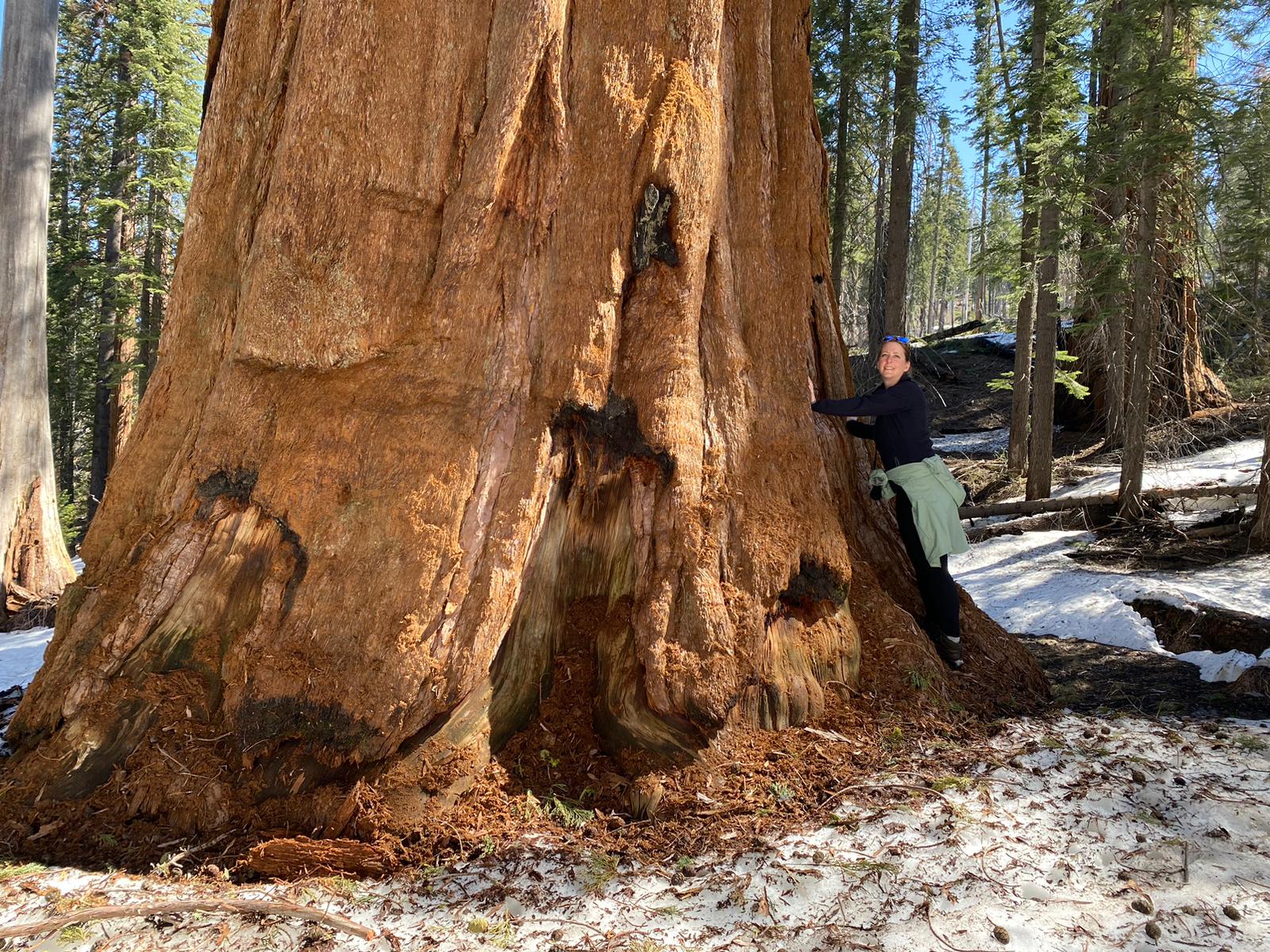 Unter Riesen im Kings Canyon