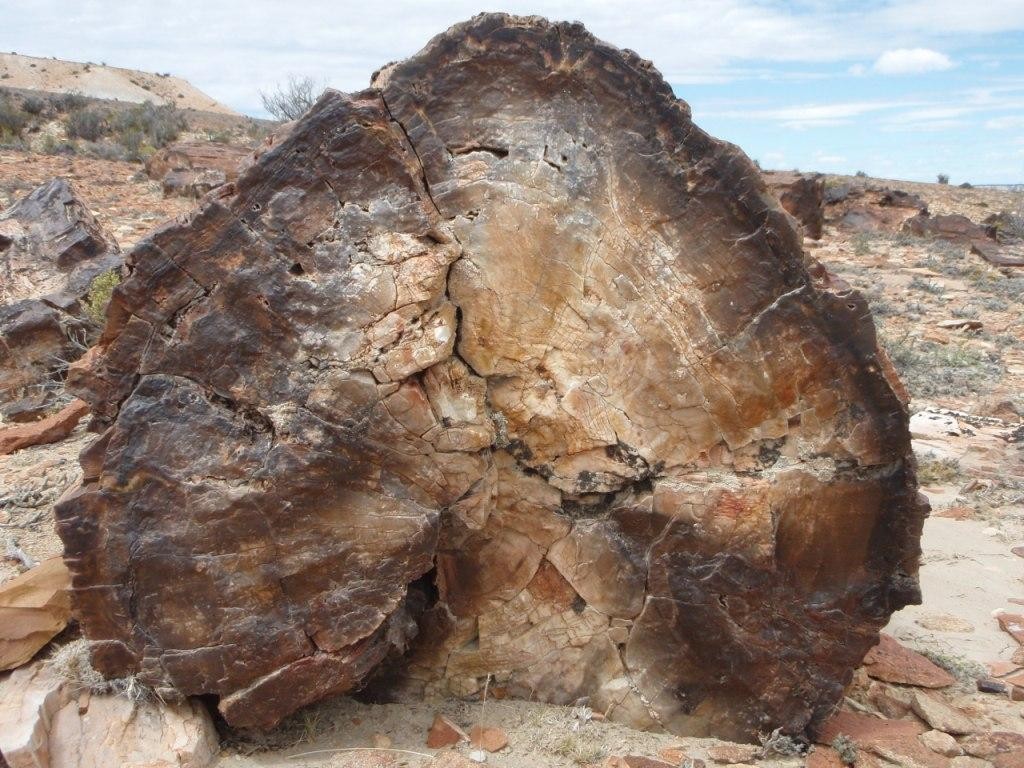 150 Millionen Jahre alter Baumstamm