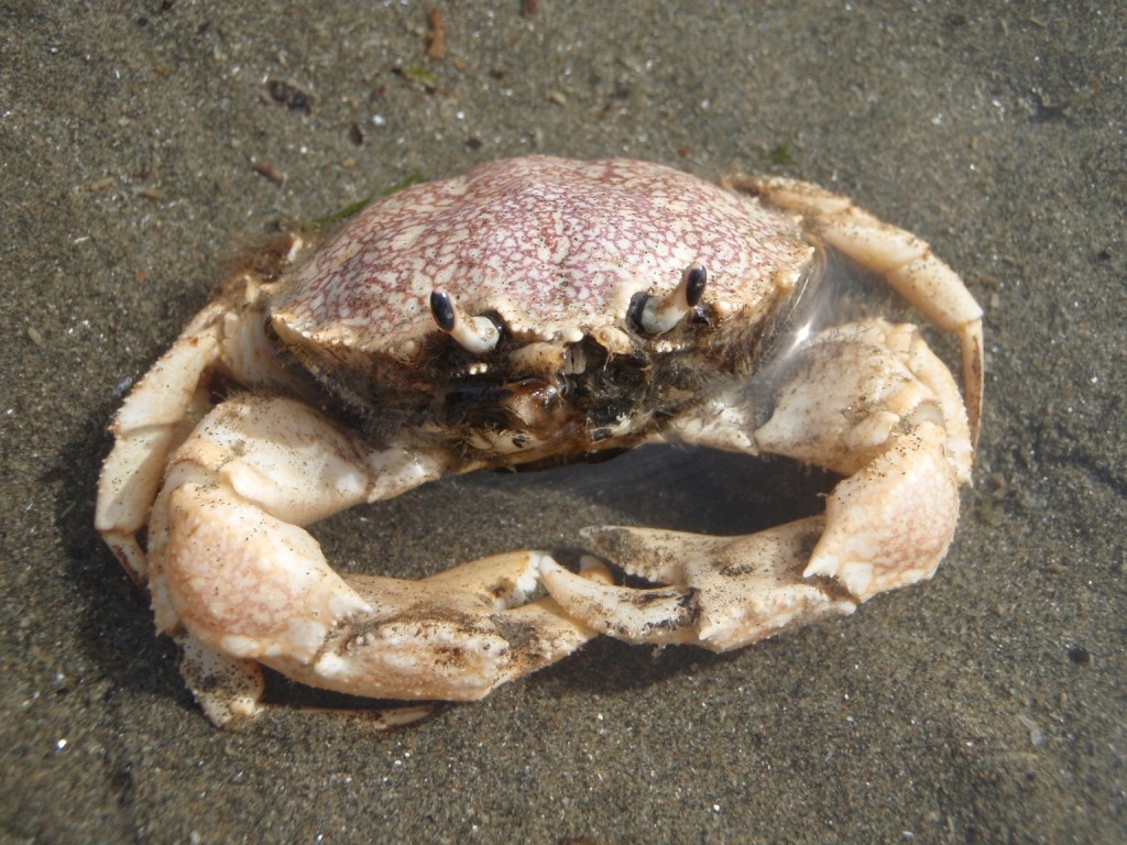 ...da kommen überall die Krabben zum Sand raus..