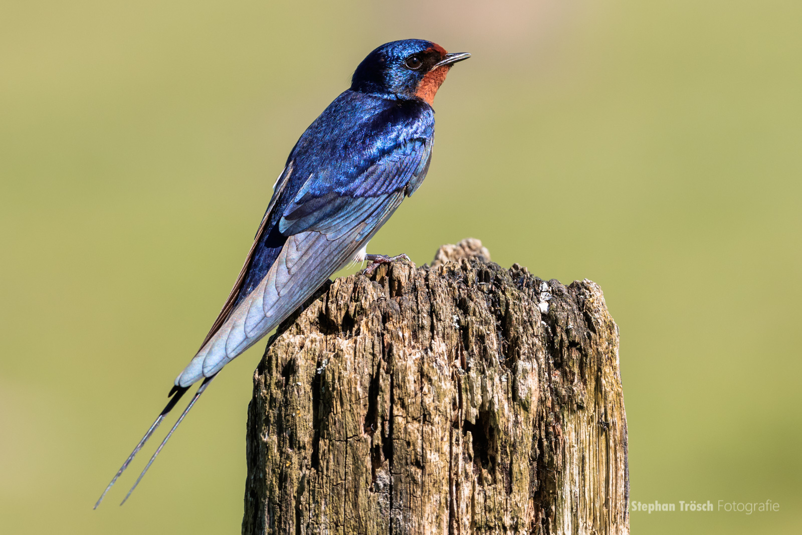Auswertung der vier Bodensee-Brutvogelkartierungen erschienen