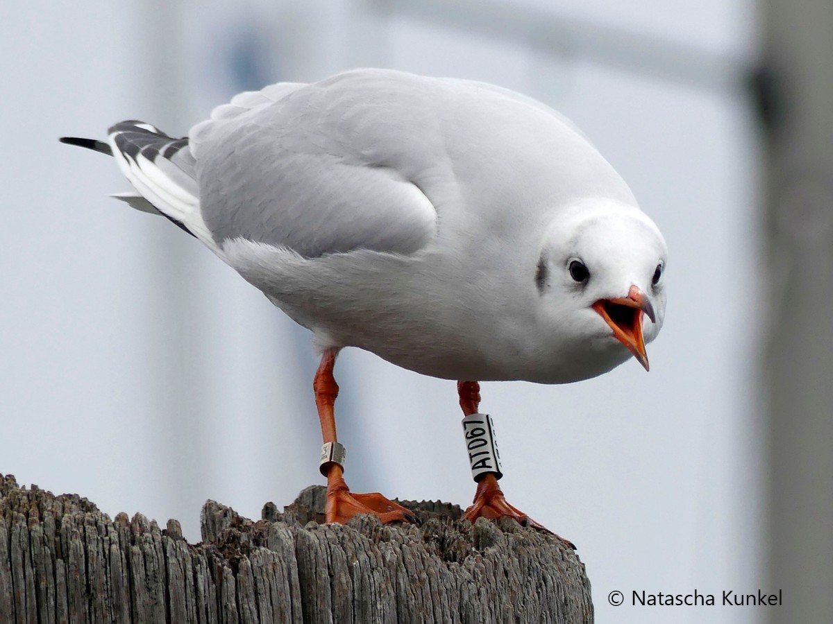 Beringung Möwen und Seeschwalben