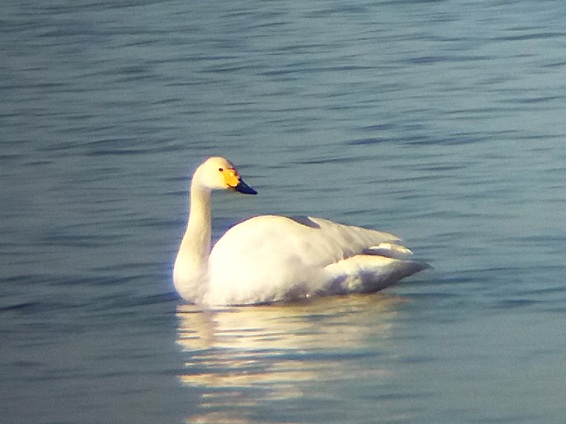 (Seltene) Wintergäste am Bodensee