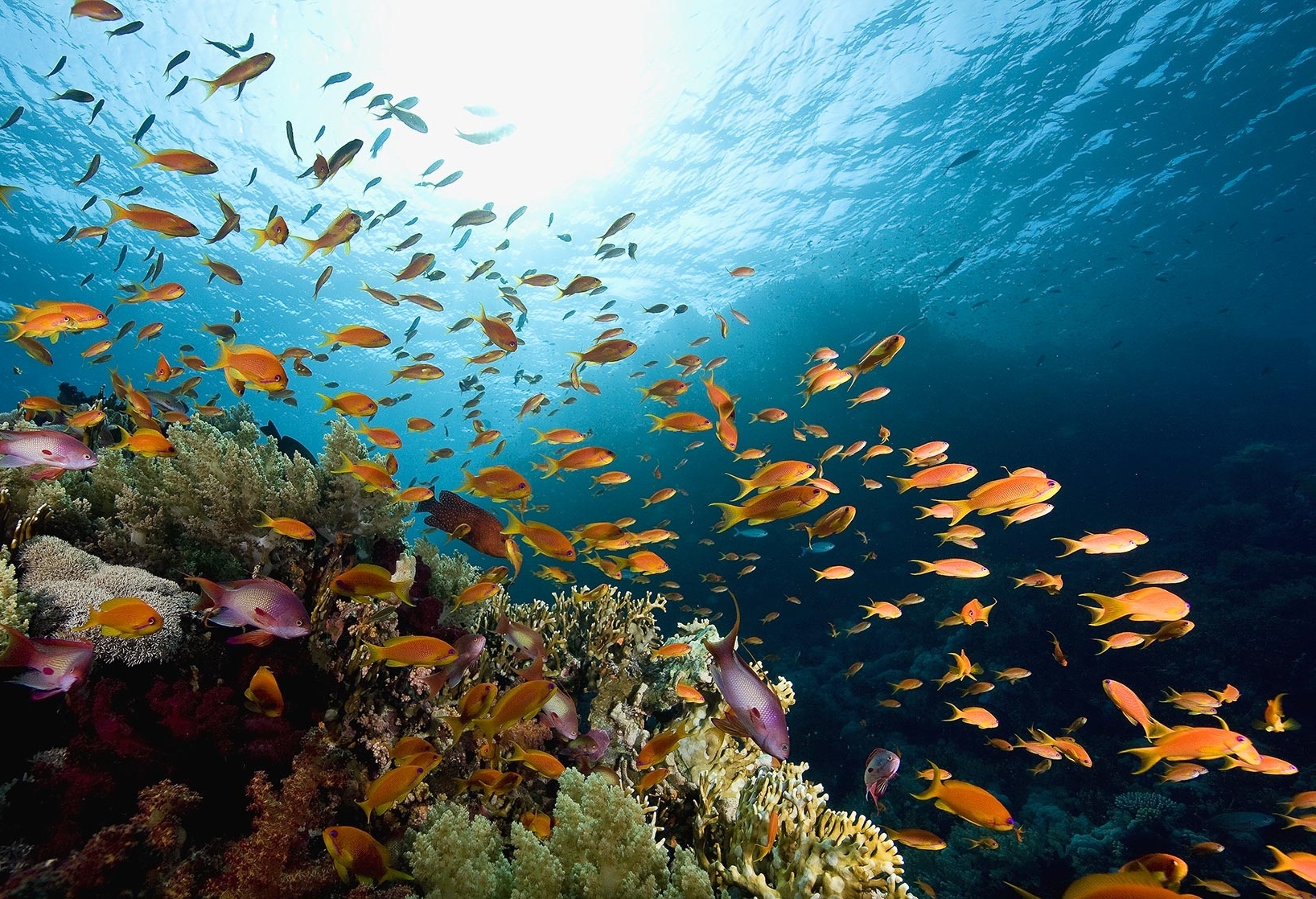 Meer Unterwasser Meer Unterwasser
