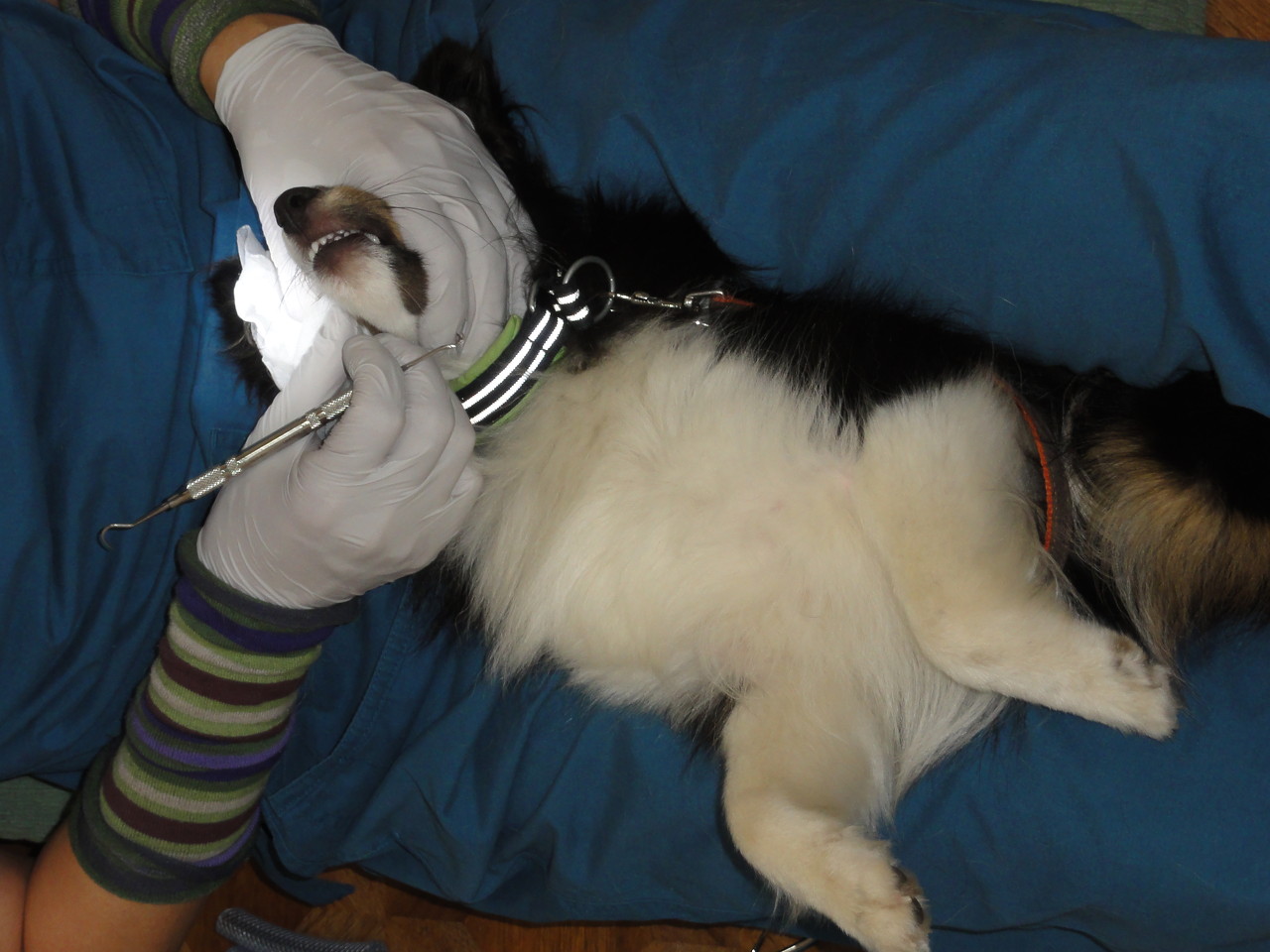 犬と健康を考える！第3弾は、「犬の歯と健康について」です。SKフィールドで、「無麻酔歯石除去 」を実施することになり