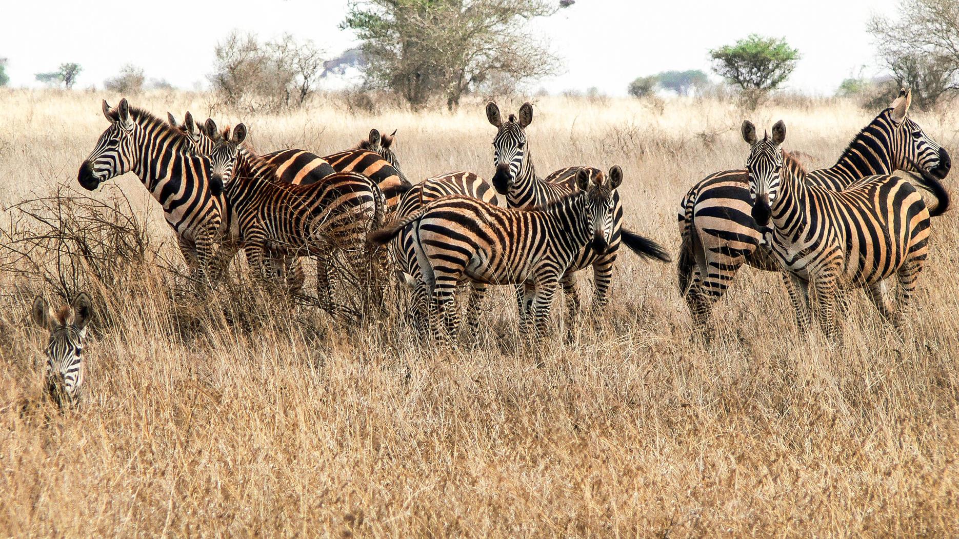 Die Zebras im Tsavo East NP sind eingefärbt vom roten Staub