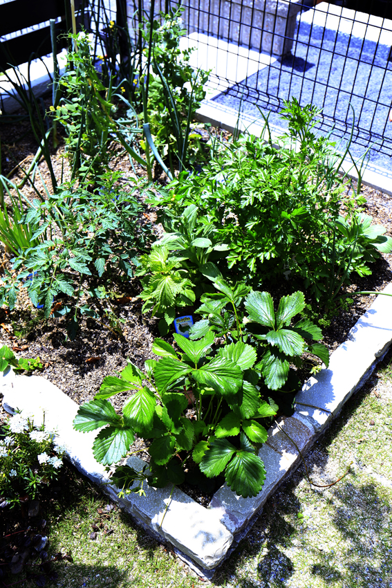 家庭菜園用の花壇にはたくさんのお野菜が