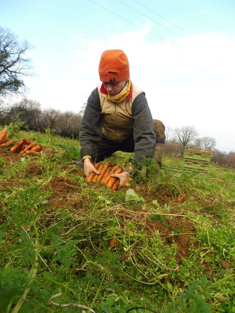 Récolte des carottes