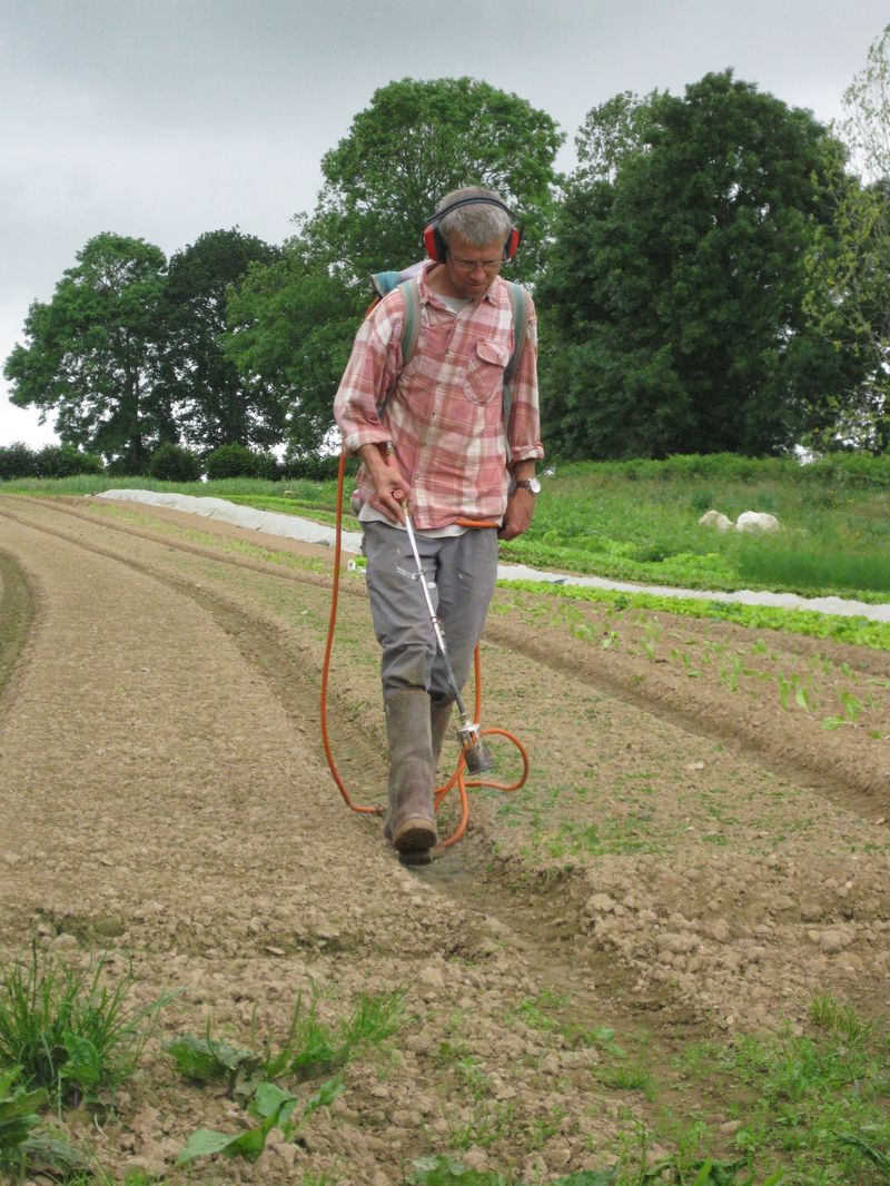 Desherbage thermique juste avant la germination de la culture