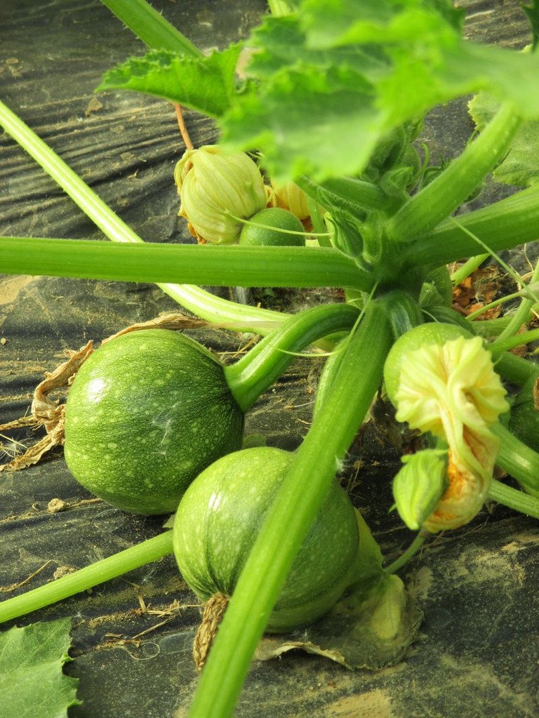 Courgette Géode