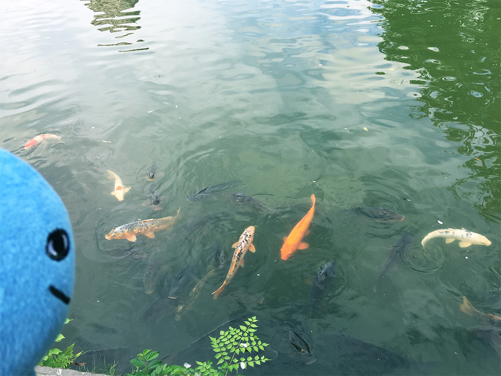 夏の千秋公園とミズモ お堀 鯉