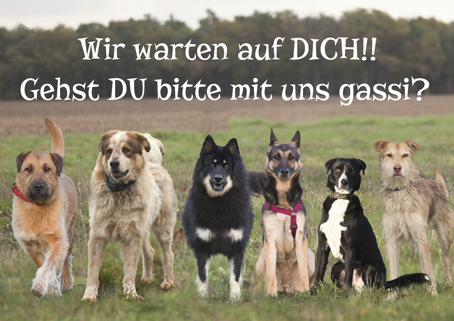 Tiere Suchen Ein Zuhause Ich Bin Ein Tierschutzhund