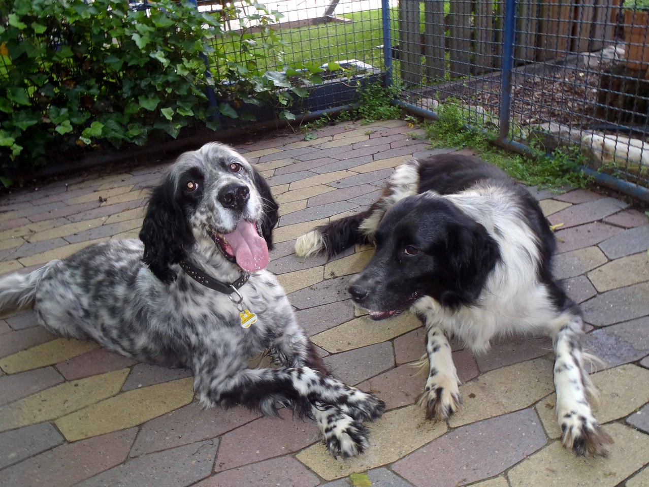 Hunde Tierpension Grimm in Ritze