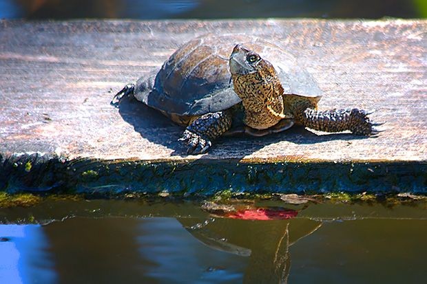 Last November (2014), a team of scientists rescued dozens of Southwestern Pond Turtles from the edge of the Mojave Desert. Their home, Lake Elizabeth, had shrunk so much that it left them starving and dehydrated on the shore