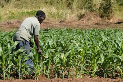 The industrious African