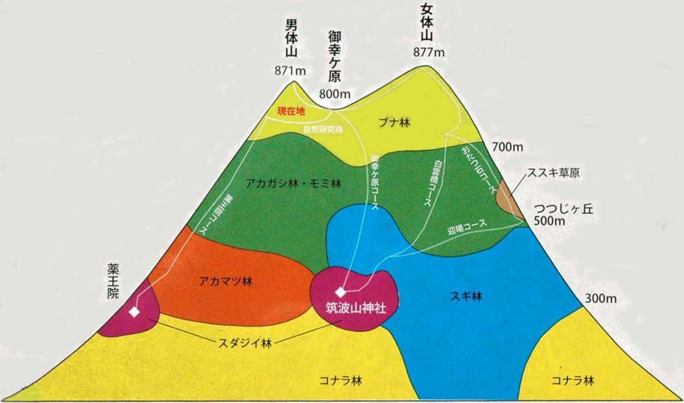 筑波山地域は自然の宝庫 - 筑波山とガマの油売り口上 筑波山地域は自然の宝庫 - 筑波山とガマの油売り口上