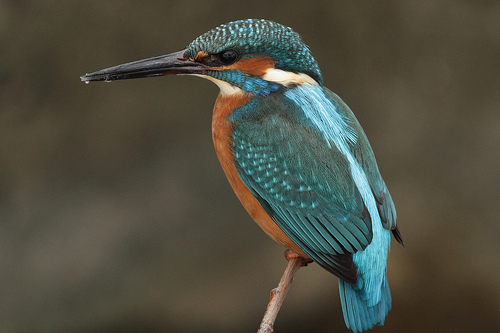 Der Eisvogel oder auch "Fliegender Edelstein"    (Quelle: naturgucker.de)