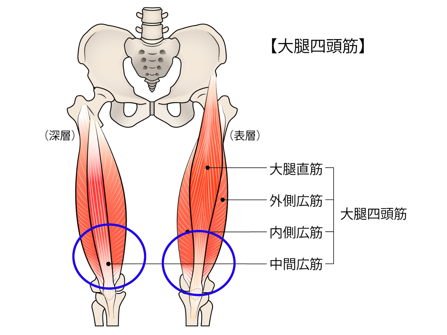ひざ痛の原因箇所