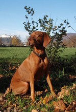 My dog Laika;-)