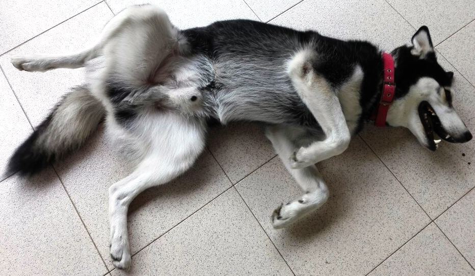PORQUE MI PERRO LE SALE UN LIQUIDO VERDE EN LA PUNTA DEL PREPUCIO Ecocan Adiestrador, Paseador PORQUE MI PERRO LE SALE UN LIQUIDO VERDE EN LA PUNTA DEL PREPUCIO Ecocan Adiestrador, Paseador