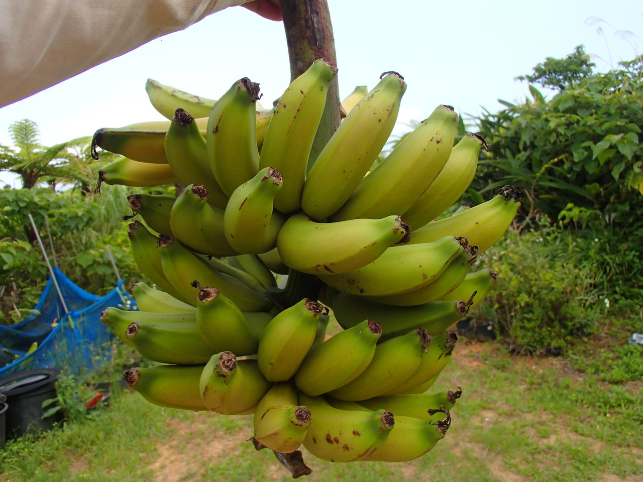 銀バナナ(予約販売） - BANANA PARTY shop inOkinawa