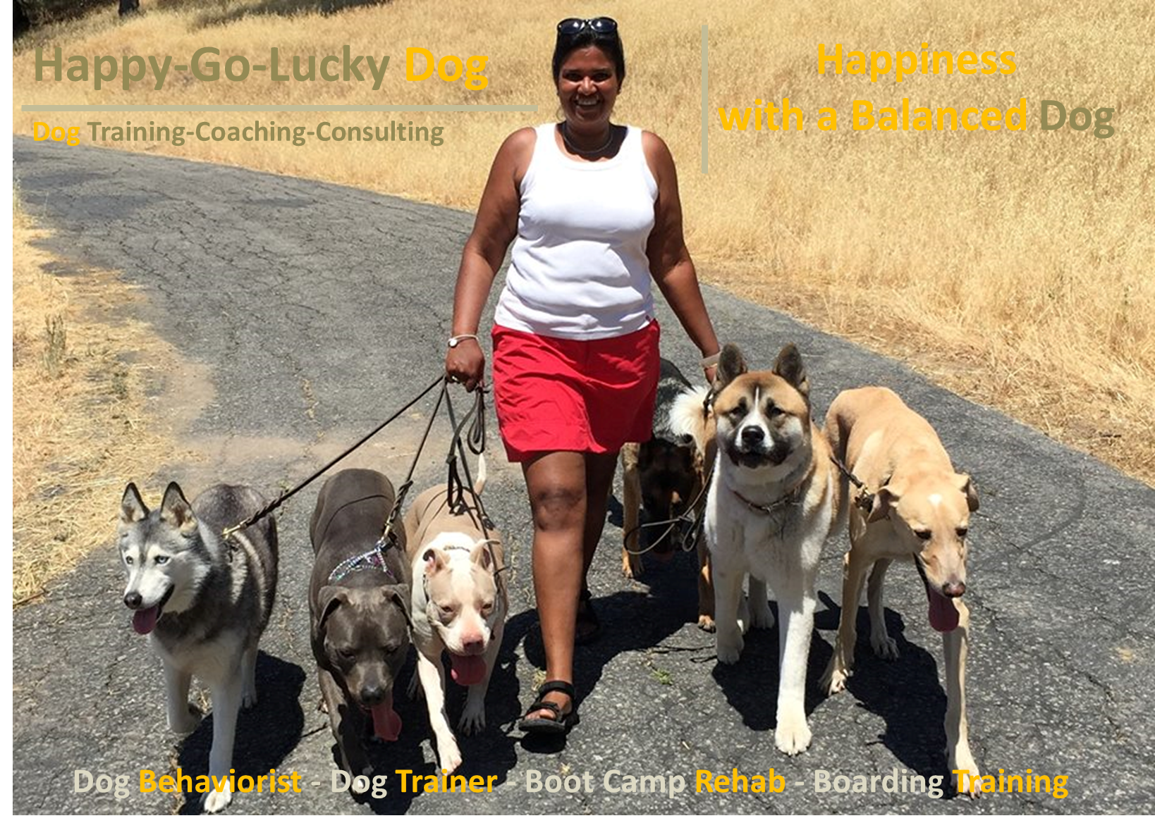 Lucky dog training store