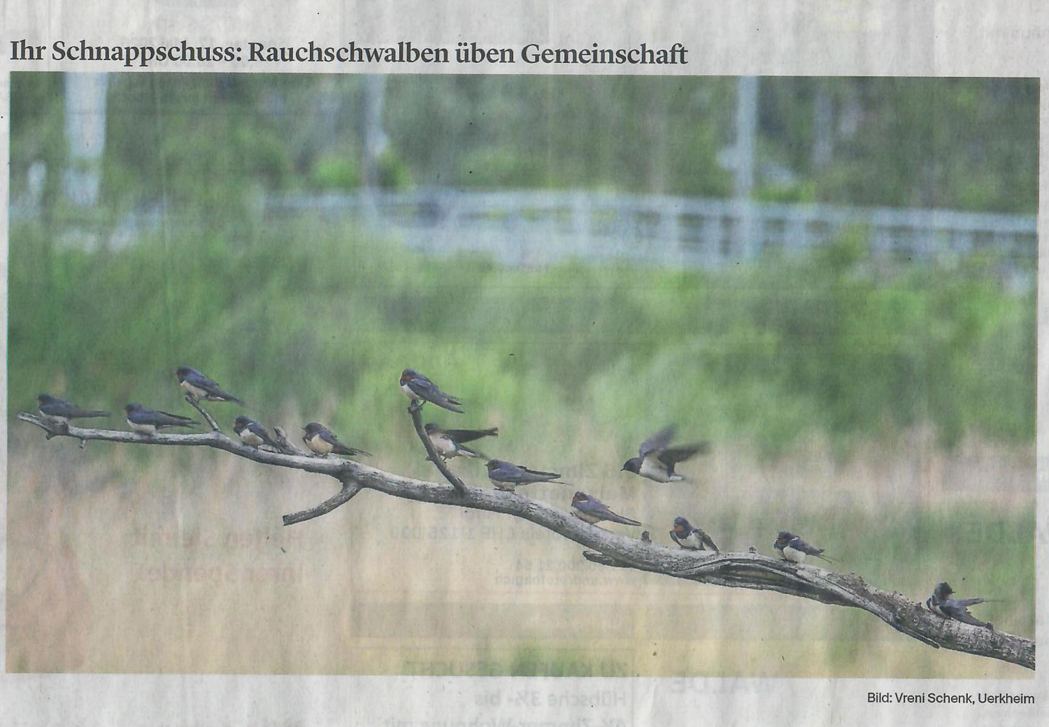 Zofinger Tagblatt 15.05.2026