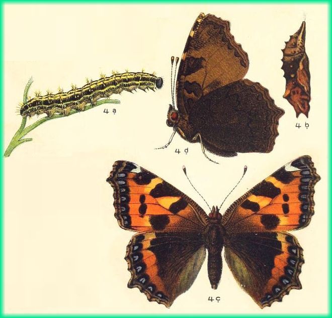 Grafik aus K. Eckstein "Die Schmetterlinge Deutschlands" 1913